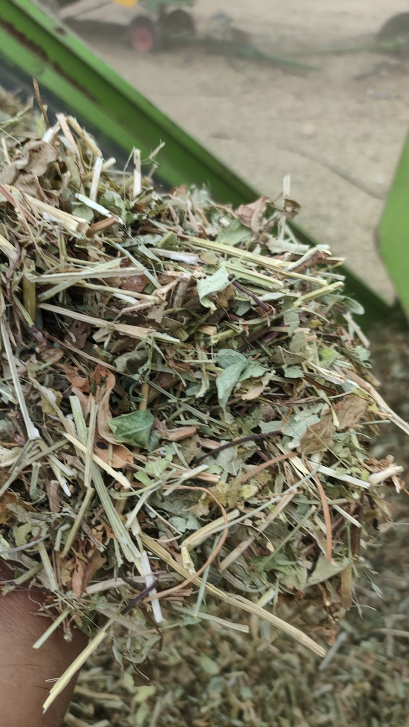 袋装花生秧叶子草，货量充足，全国发货价格随行就市欢迎致电