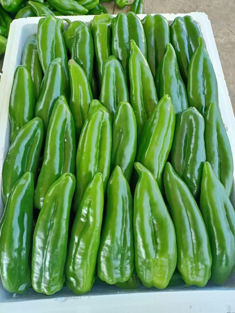 大青椒