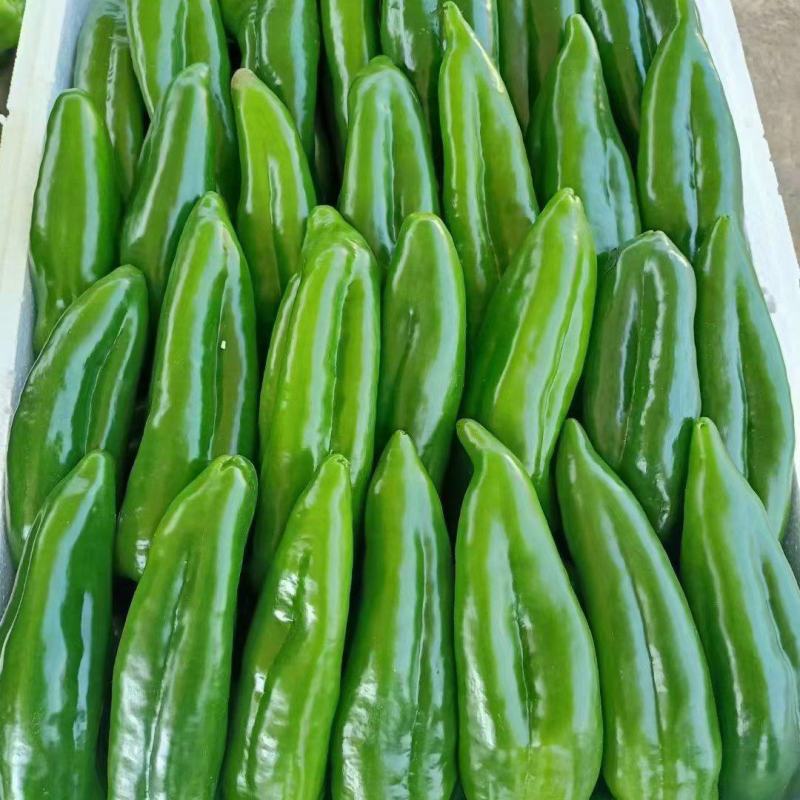 大青椒