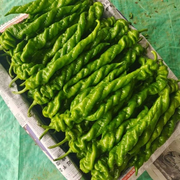 螺丝椒
