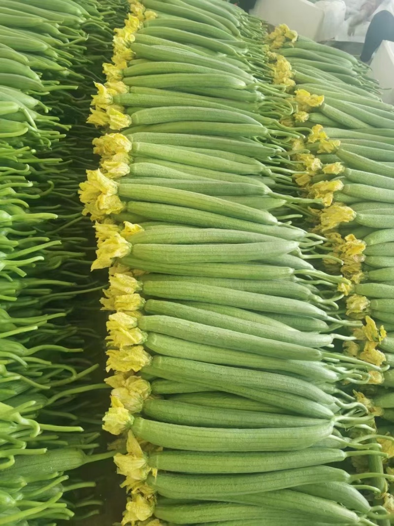 鲜花丝瓜