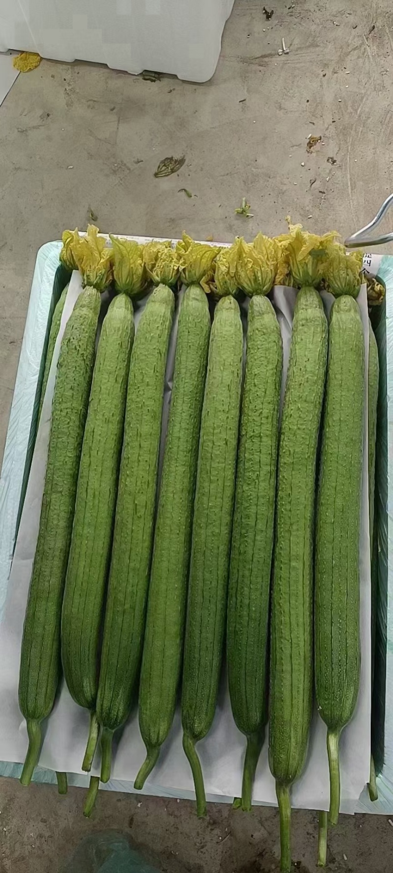鲜花丝瓜