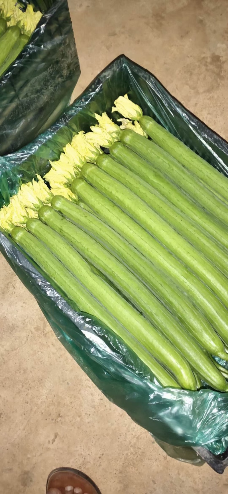 鲜花丝瓜