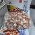 兰花蚌兰花蚌兰花蚌兰花蚌兰花蚌兰花蚌兰花蚌兰花蚌兰花蚌兰