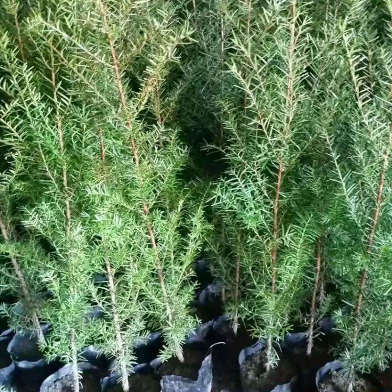 红豆杉杯苗，基地直供，技术指导，包成活率，量大从优，