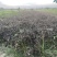 白芍芽亳州老本打一手货源全国发货免费技术指导保成活率