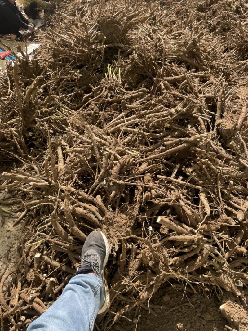 白芍芽亳州老本打一手货源全国发货免费技术指导保成活率