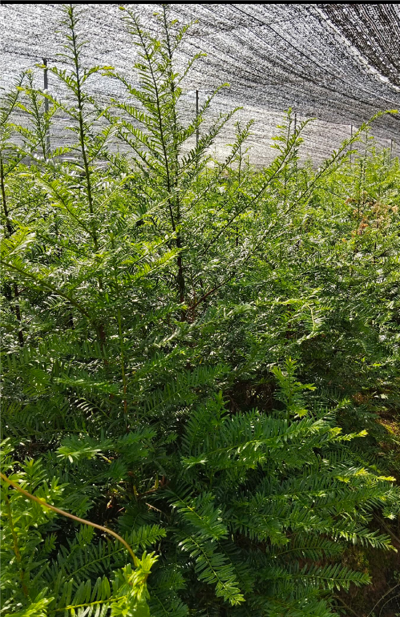 红豆杉杯苗，基地直供，技术指导，包成活率，量大从优，