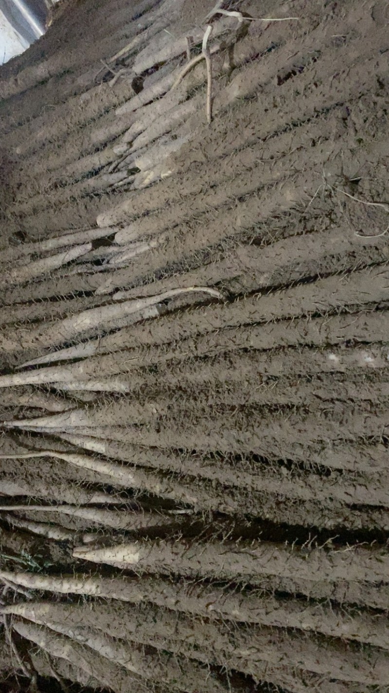 河北辛集小白嘴白山药大量上市了，欢迎老板们前来采购
