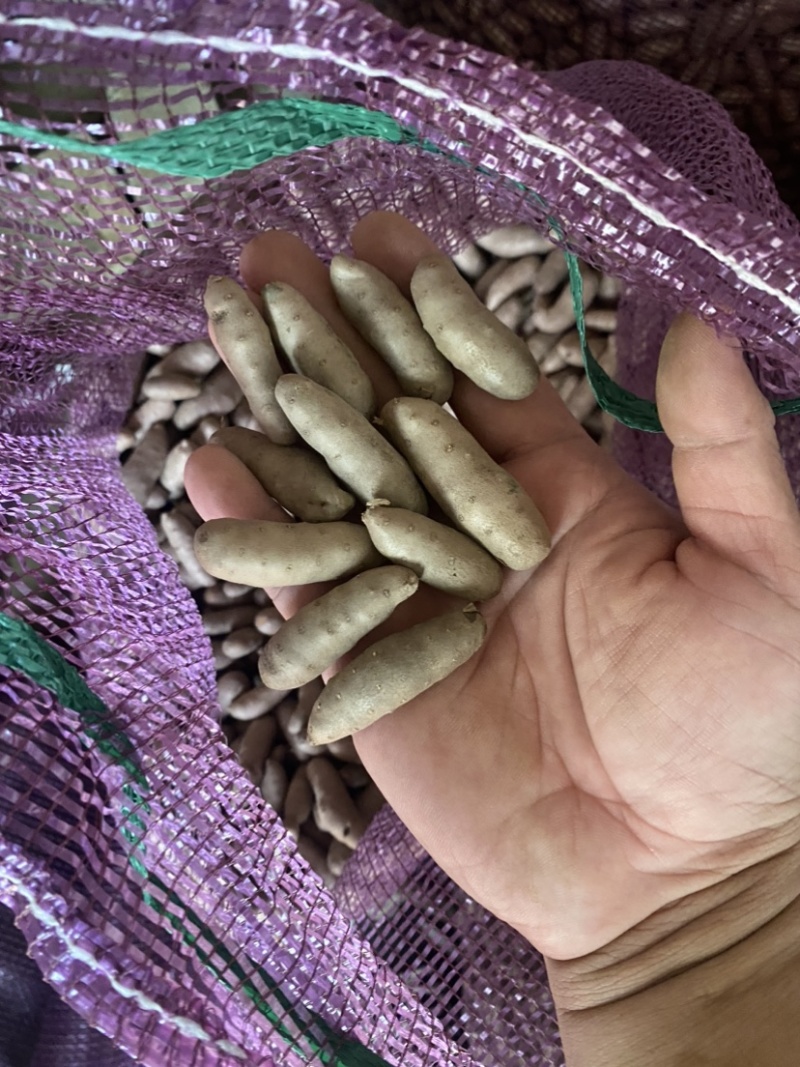 河北辛集小白嘴白山药大量上市了，欢迎老板们前来采购
