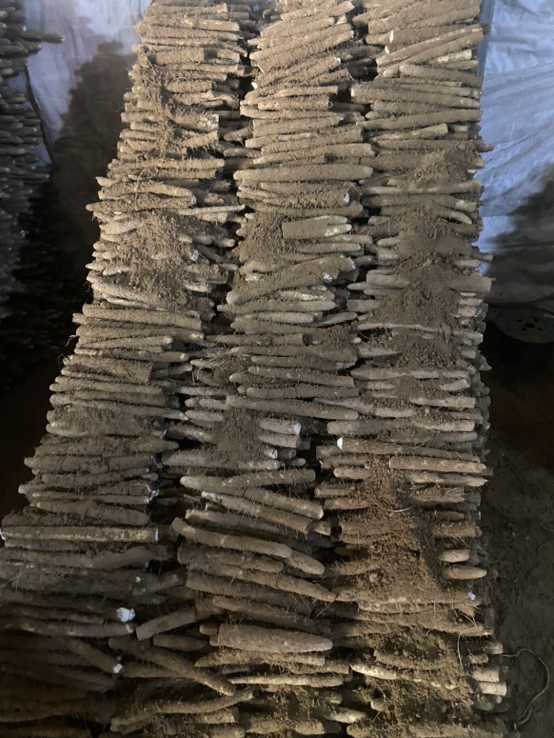 河北辛集小白嘴白山药大量上市了，欢迎老板们前来采购