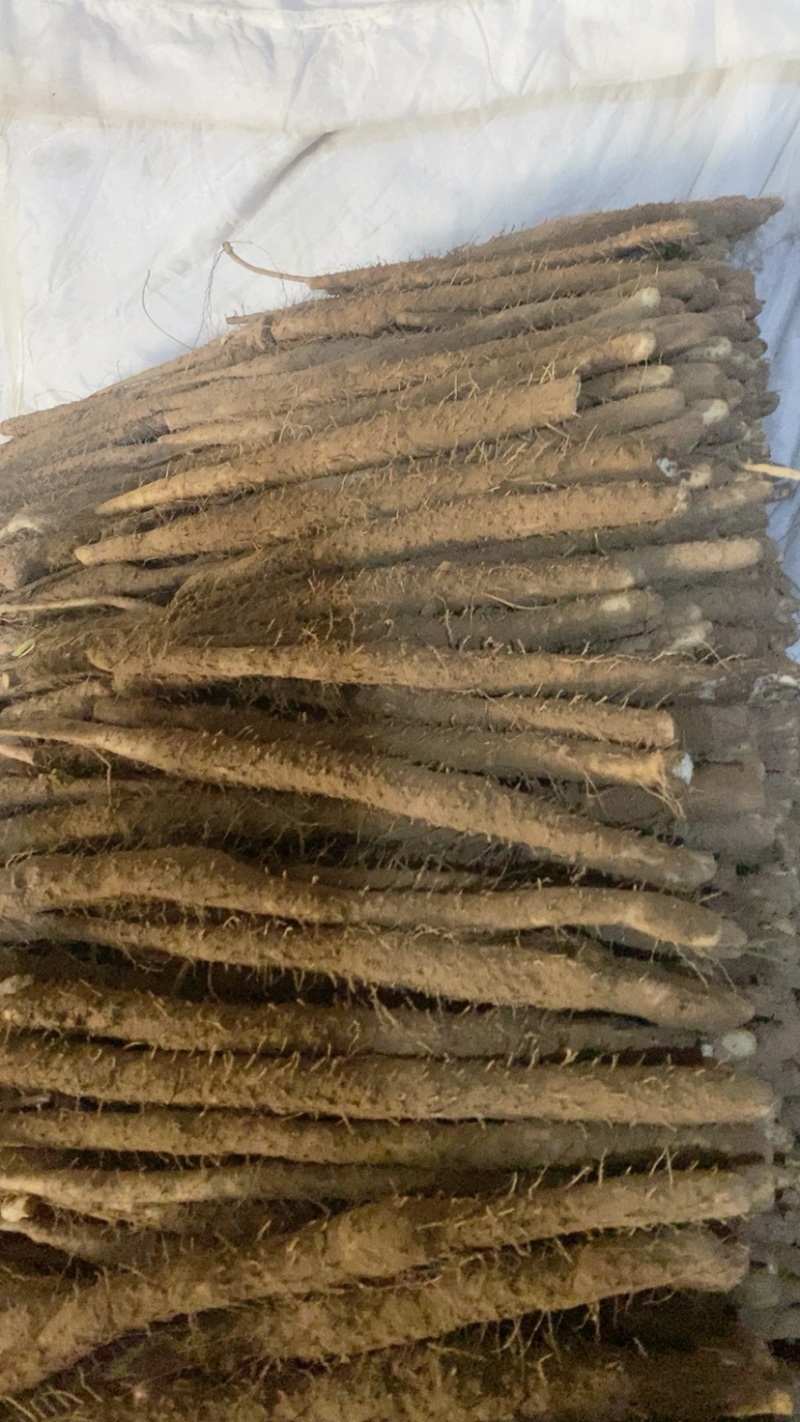 河北辛集小白嘴白山药大量上市了，欢迎老板们前来采购