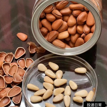 精品东北开口红松子优质精品量大从优产地直发可视频看货