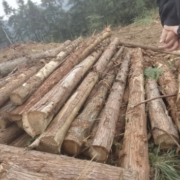 贵州香杉木产地大量上市一手货源欢迎实地考察
