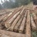 贵州香杉木产地大量上市一手货源欢迎实地考察