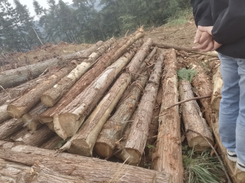 贵州香杉木产地大量上市一手货源欢迎实地考察