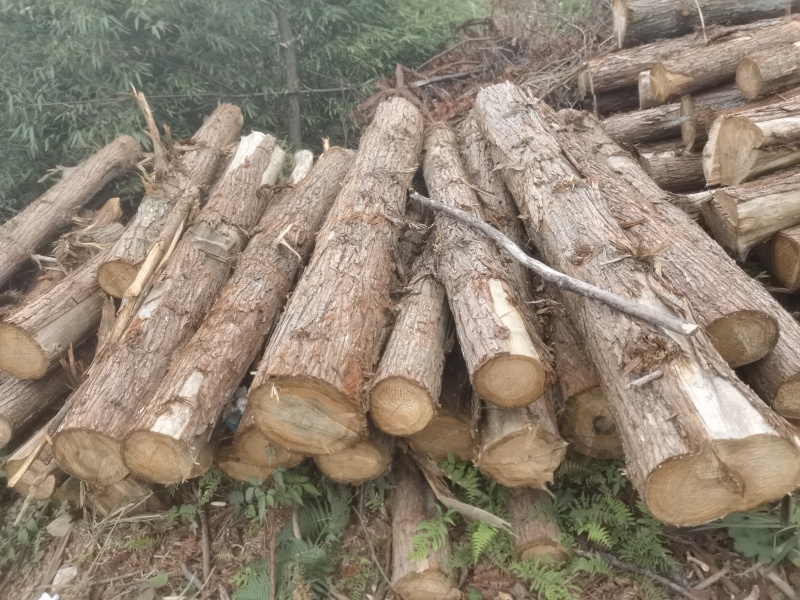 贵州香杉木产地大量上市一手货源欢迎实地考察