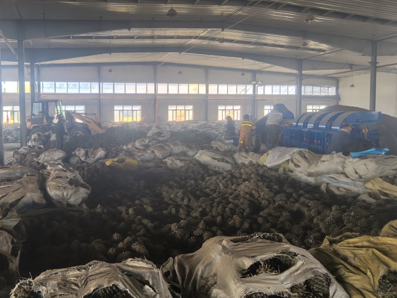 精品东北开口红松子优质精品量大从优产地直发可视频看货