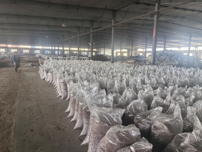 精品东北开口红松子优质精品量大从优产地直发可视频看货