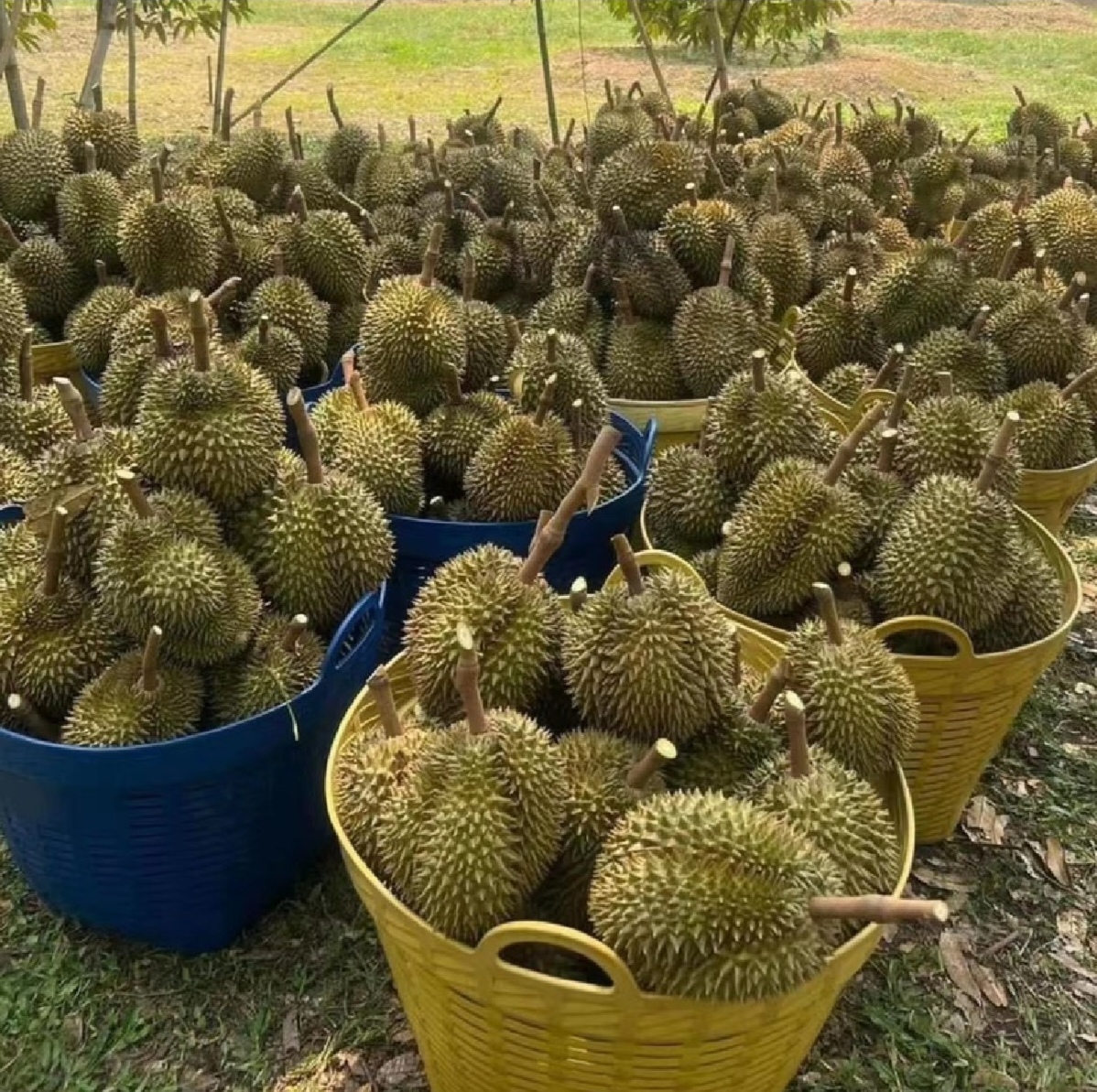 金枕头榴莲植株与果实特写