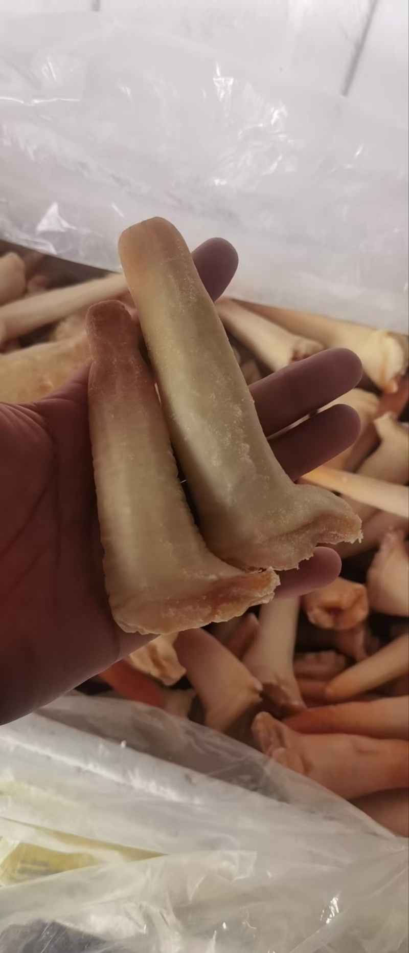 象拔蚌，单冻干冰象拔蚌，A蚌，象拔蚌头，