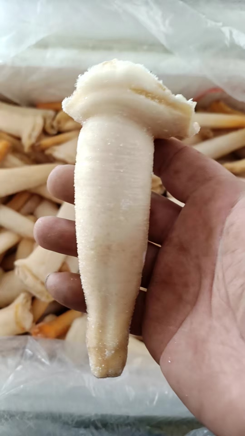 象拔蚌，单冻干冰象拔蚌，A蚌，象拔蚌头，