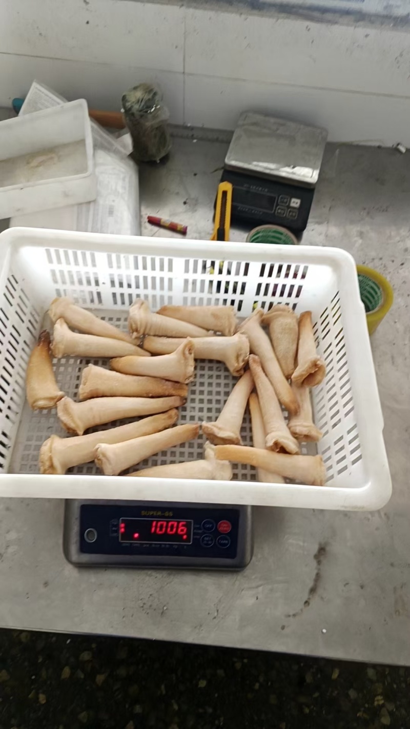 象拔蚌，单冻干冰象拔蚌，A蚌，象拔蚌头，