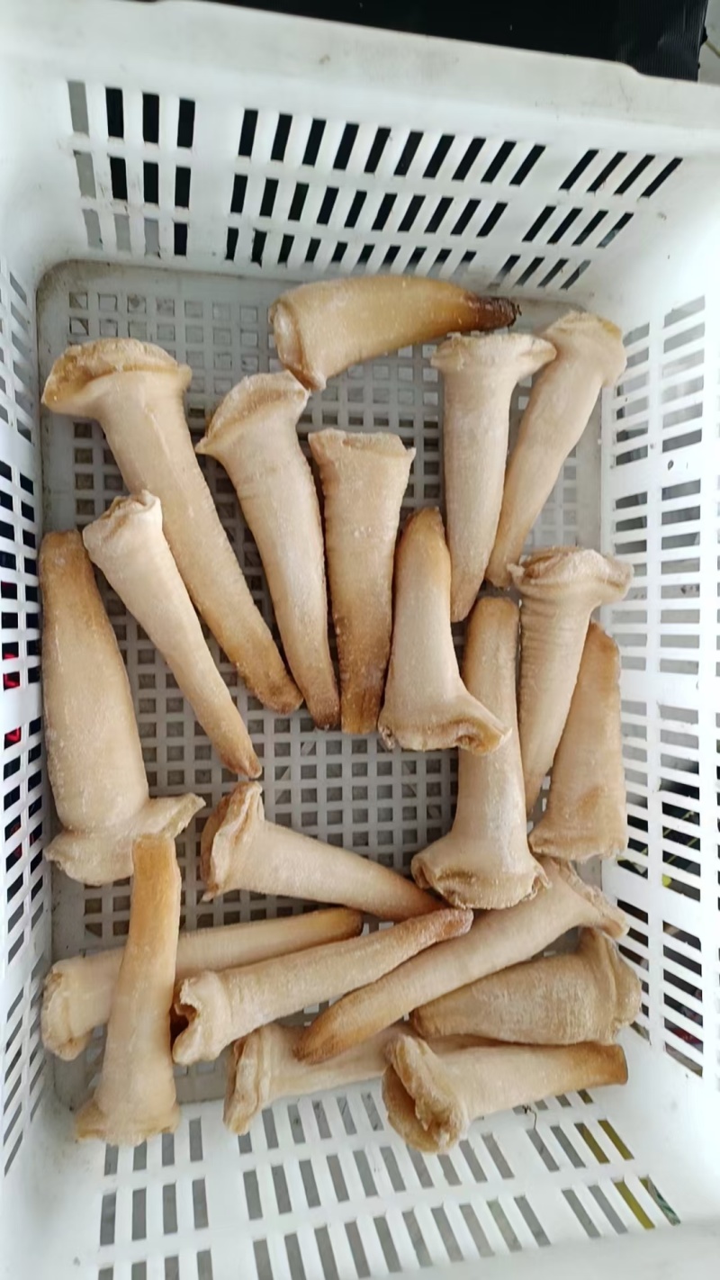 象拔蚌，单冻干冰象拔蚌，A蚌，象拔蚌头，