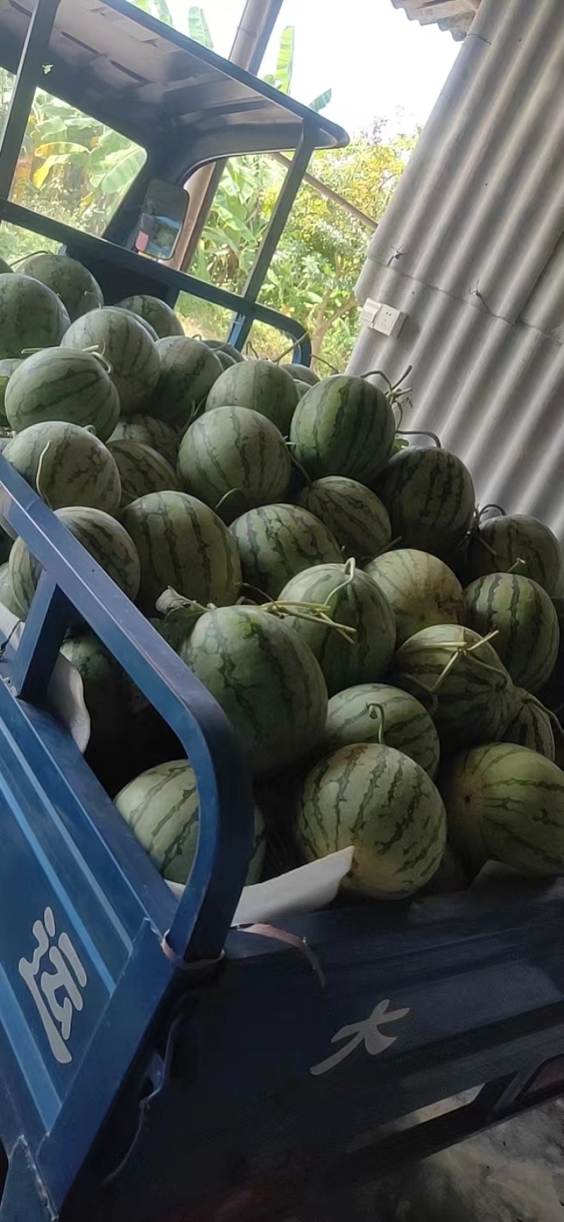 广东河源紫金黄肉麒麟瓜批发