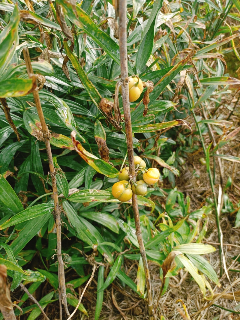 云南黄精滇黄精自家种植上千亩地自产自销产地直供