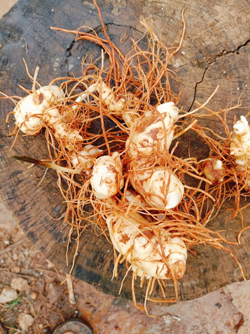 云南黄精滇黄精自家种植上千亩地自产自销产地直供
