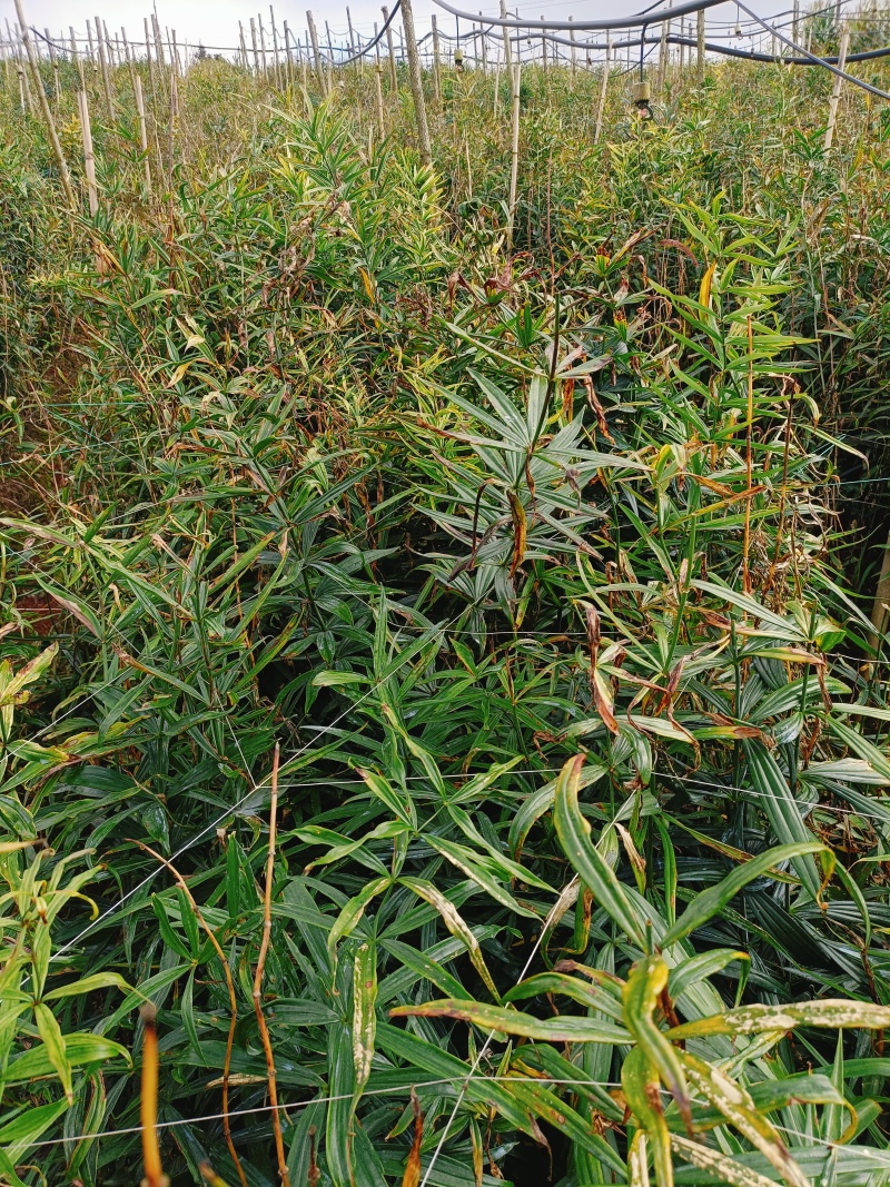 云南黄精滇黄精自家种植上千亩地自产自销产地直供