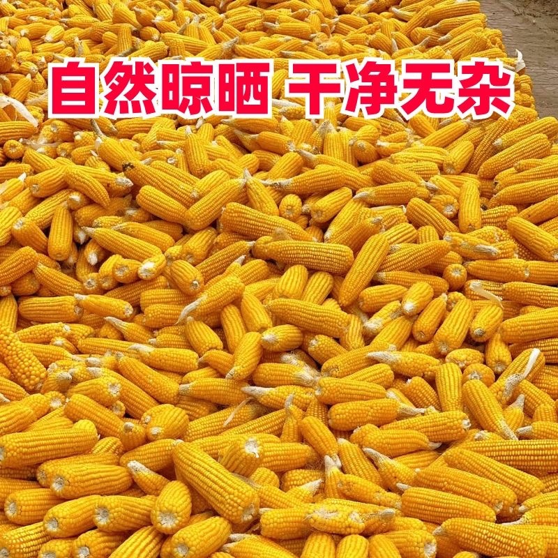 干玉米粒大量供应，一手货源，价格优惠，欢迎客户采购