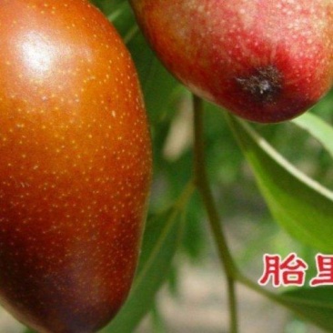 胎里红枣苗山东苗圃直发假一培十