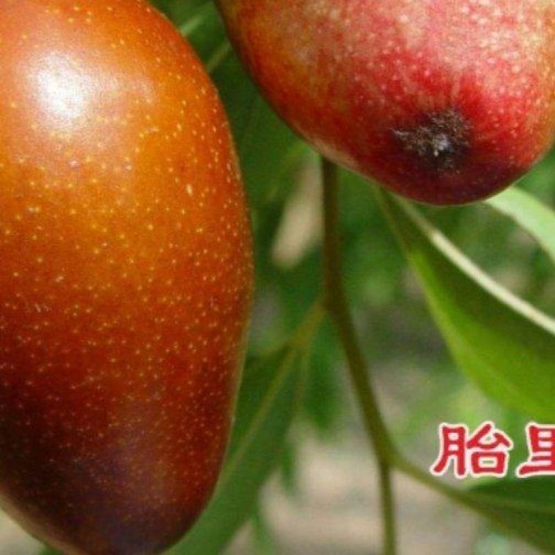胎里红枣苗山东苗圃直发假一培十