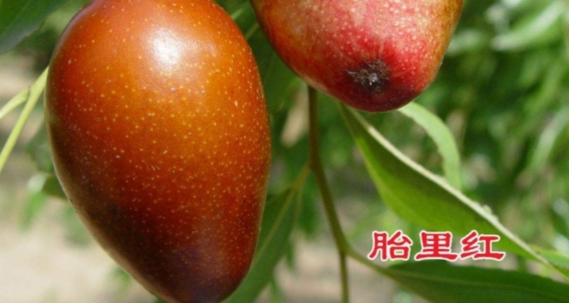 胎里红枣苗山东苗圃直发假一培十