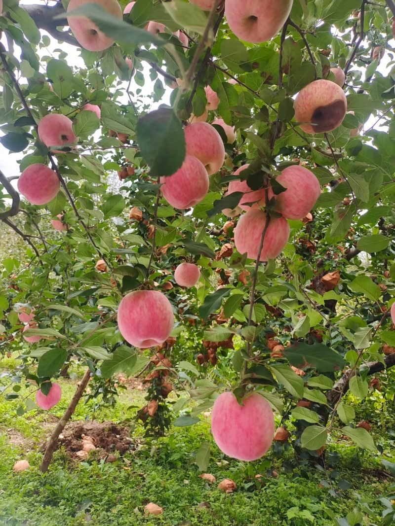 凤县高山红富士