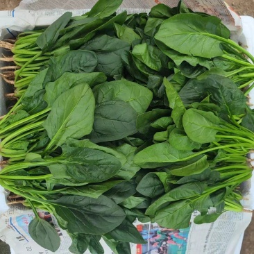 精品菠菜