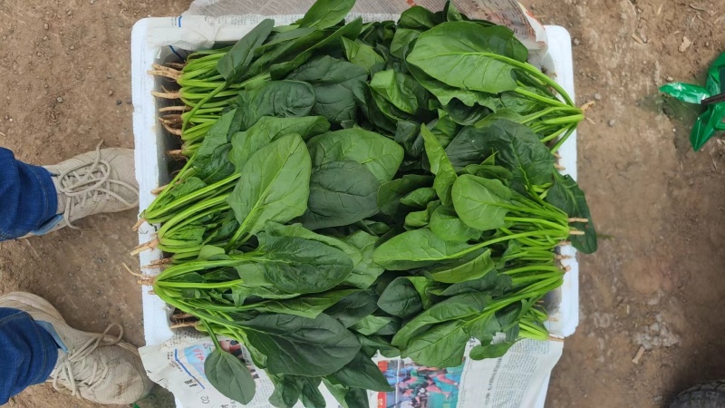 精品菠菜