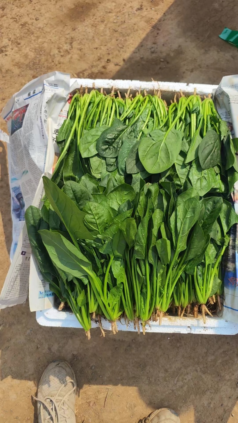 精品菠菜