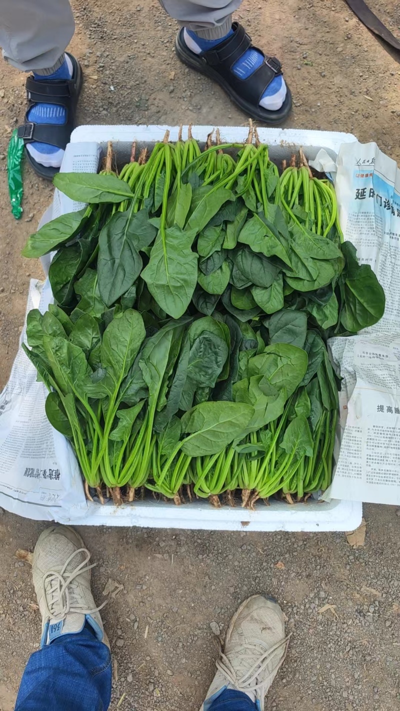 精品菠菜