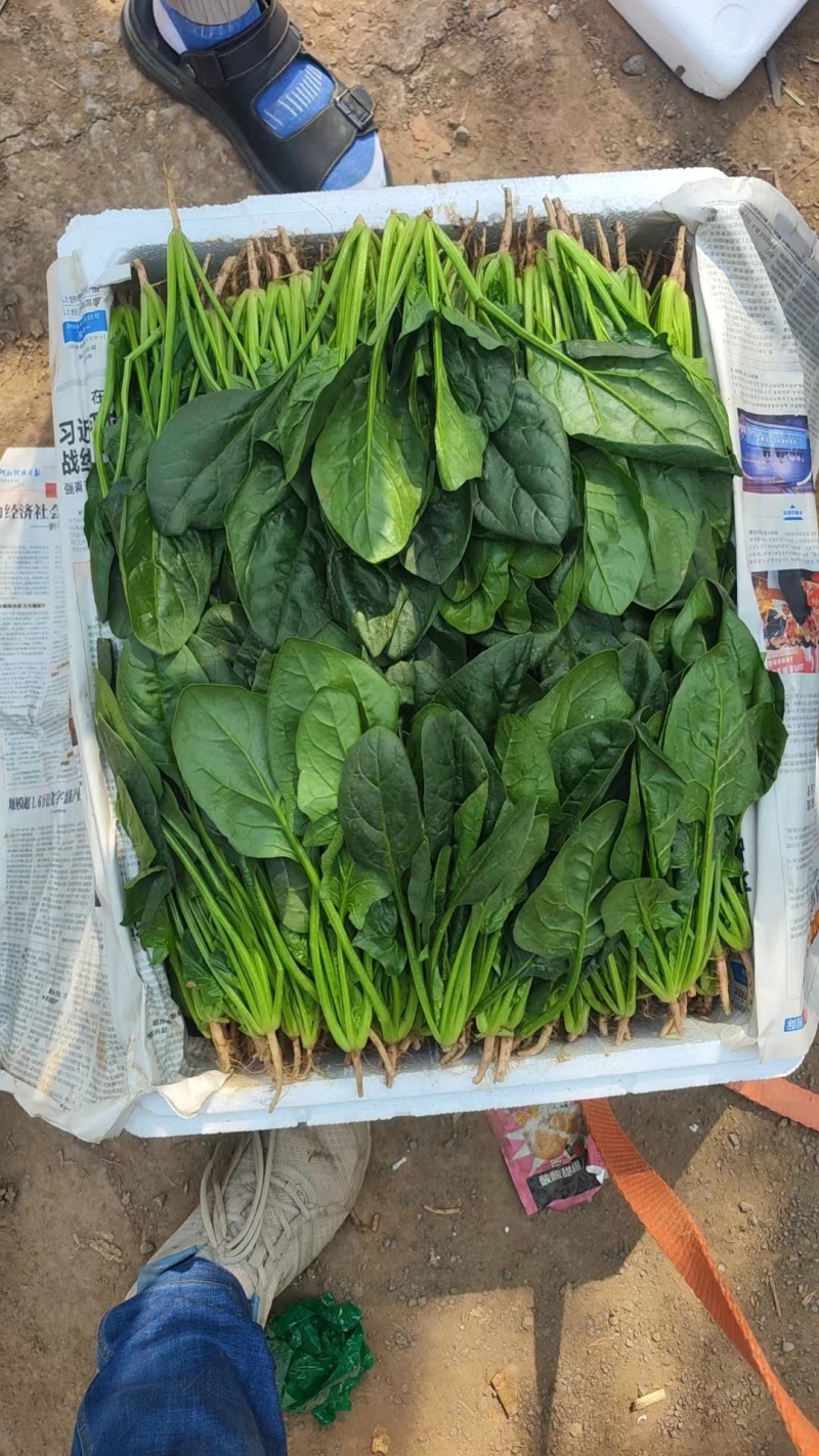 精品菠菜