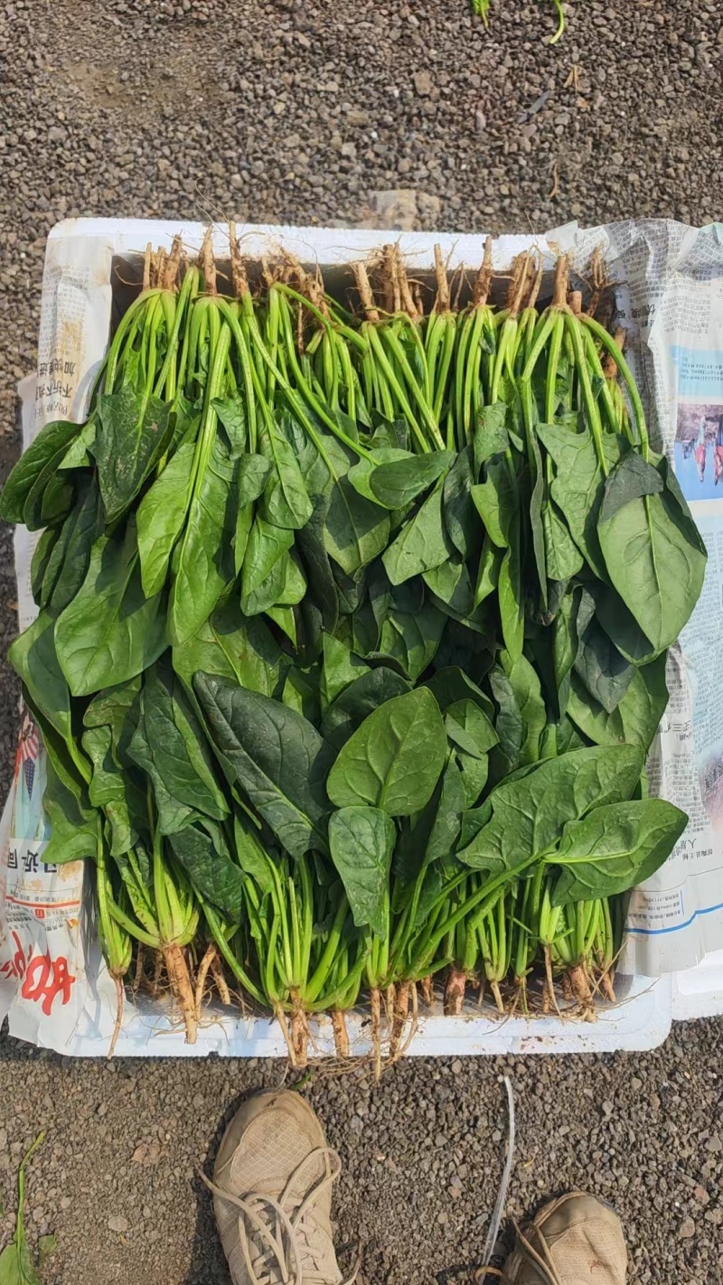 精品菠菜