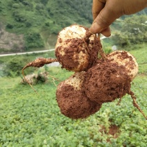 地瓜凉薯大量上市产地一手货源