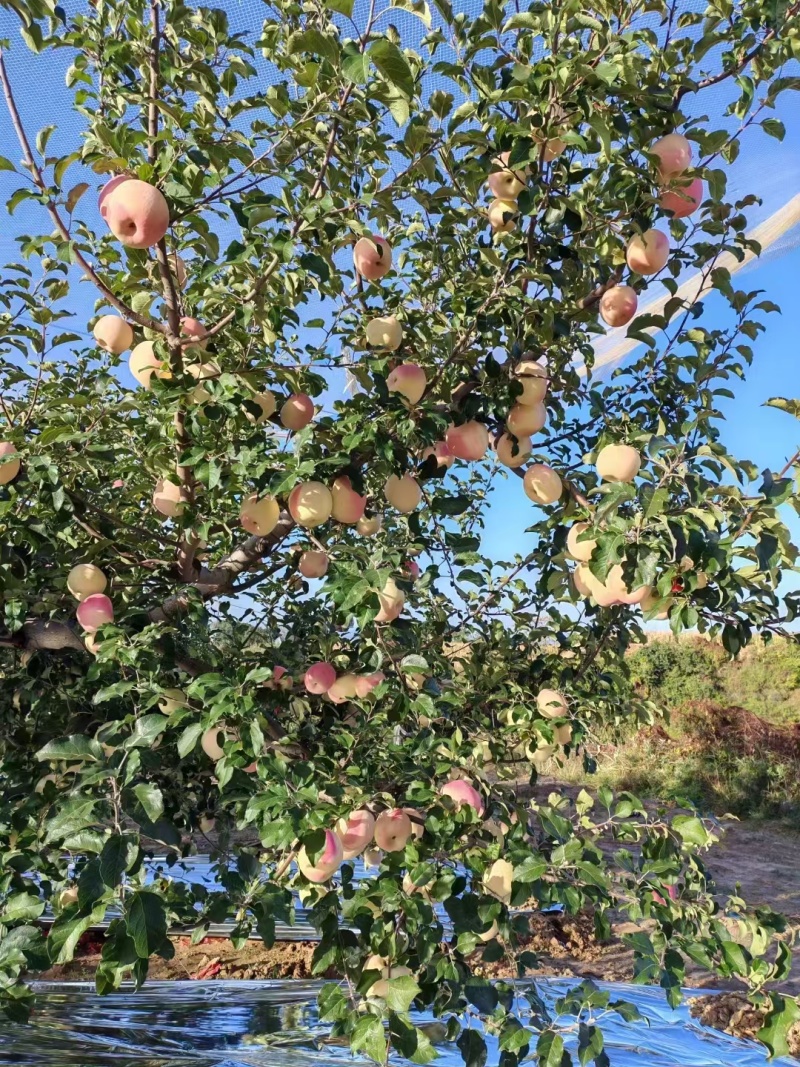 富士苹果