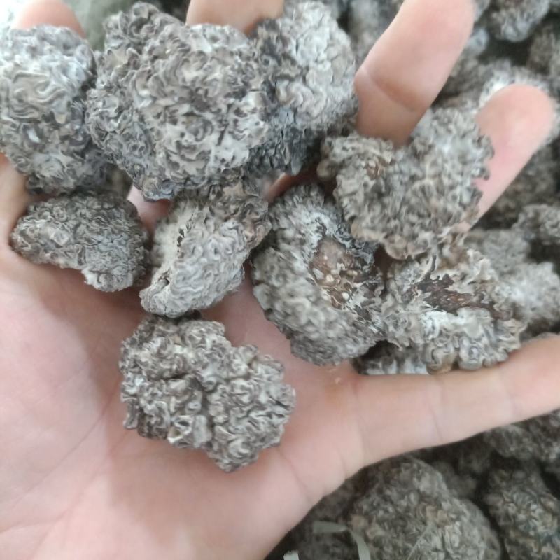 核桃菌又名猴脑茵玛卡茵还有核桃菌片儿高端低端都有欢迎