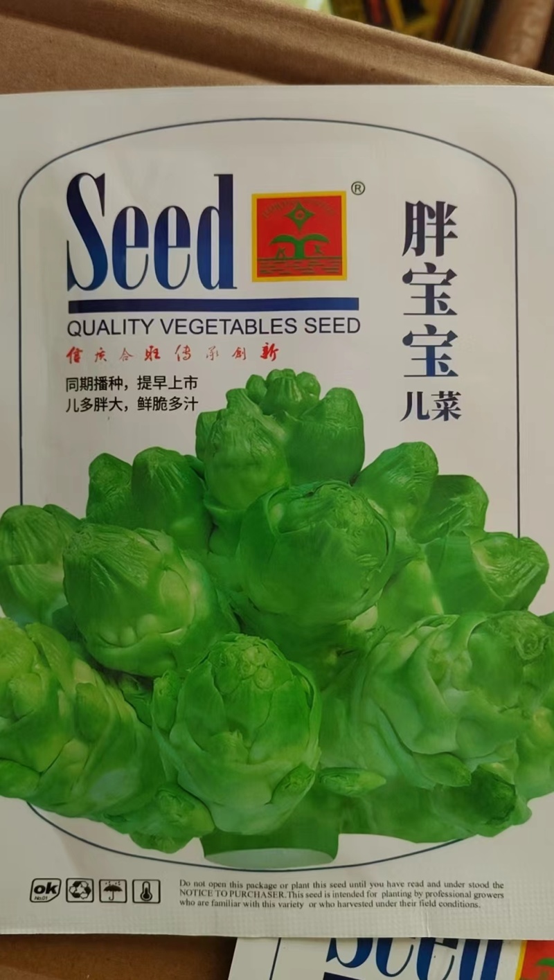 早熟儿菜种子儿子菜种子抱儿菜种子抱子芥种子