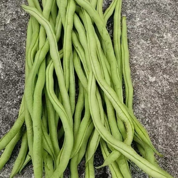 贵州无筋豆陆续上市欢迎老板订购