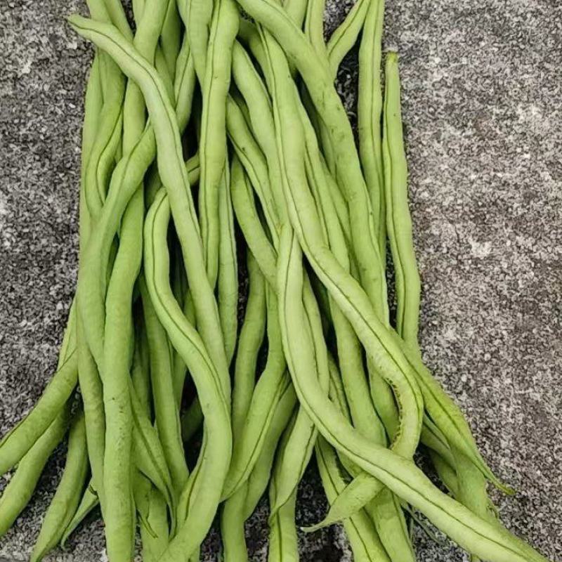 贵州无筋豆陆续上市欢迎老板订购