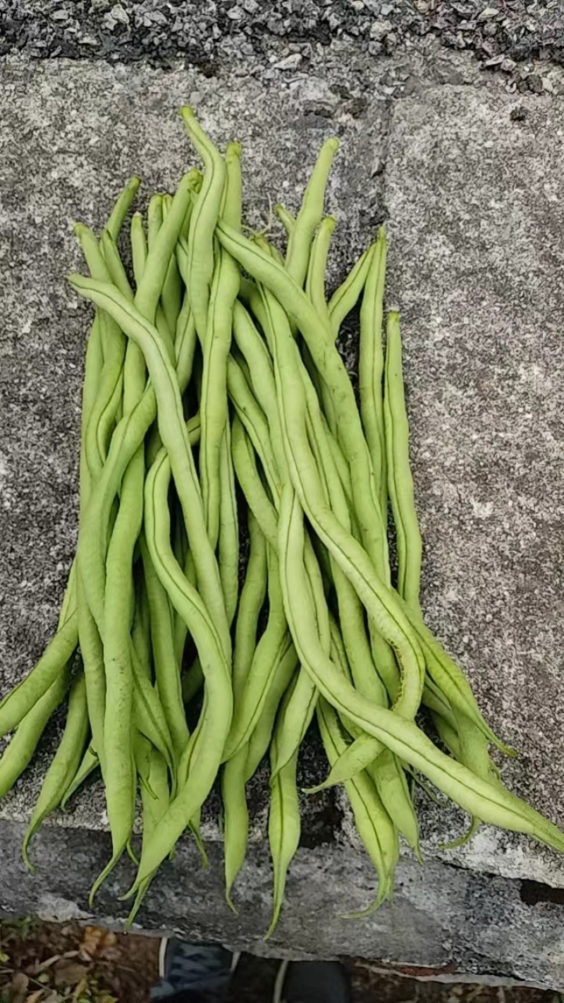 贵州无筋豆陆续上市欢迎老板订购